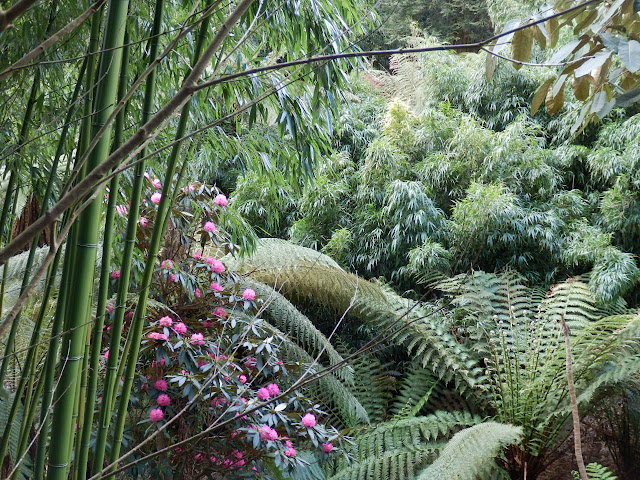 In the jungle at Cornwall's Lost Gardens of Heligan. Have a great day
