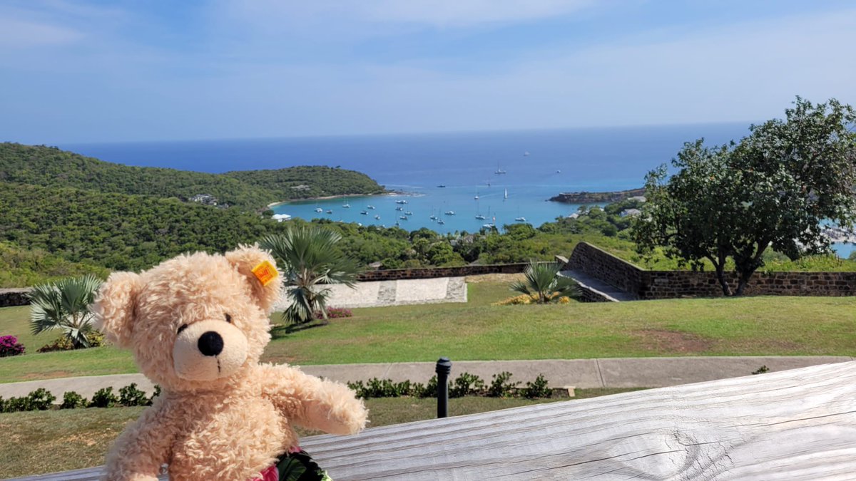 The view from the back! #FlynnTheBear #Flynn #Antigua