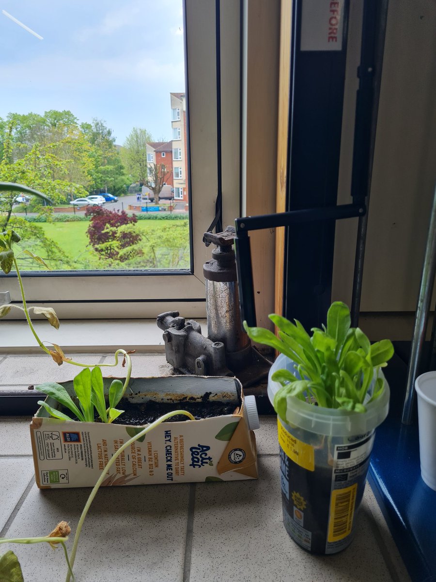 Forms have been growing seedlings in milk cartons and they are doing great! Some lovely sunflowers, calendulas and Aubergine(from last year), now is time to re-pot! #EcoSchools #LittleGreenChange #Cutyourcarbon #Letsgozero #HerschelGrammar