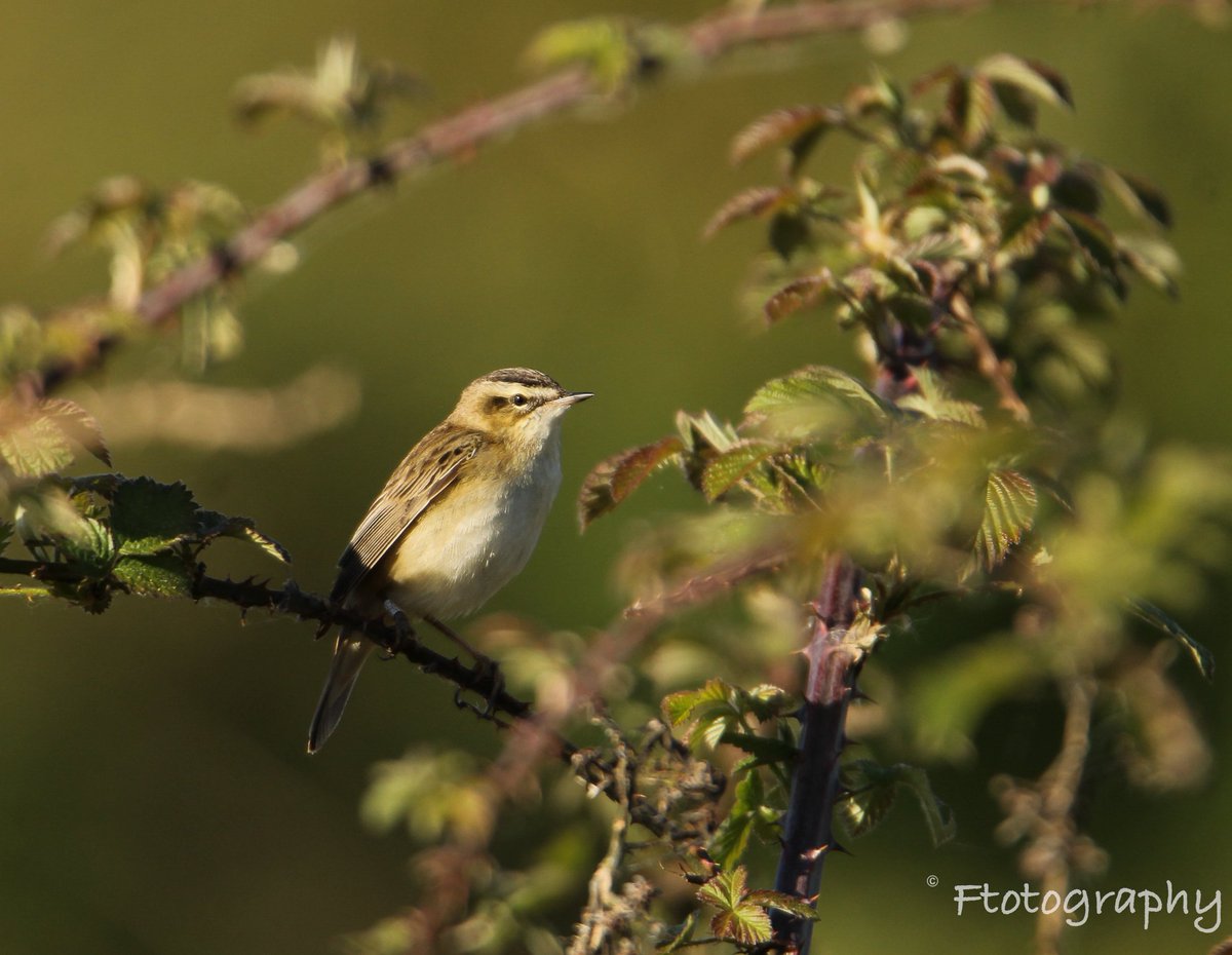 Sedge Warbler from Storton's on Monday. Heard my first cuckoo of the year here as well. 

#northantsbirds 
#spring
#ftotography