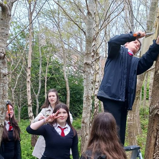 The last wee job of the day was to help the Duke of Edinburgh students from Castlebrae High School put up their bird boxes in Craigmillar Castle Park. Excellent balance on ladders and determined hammering.