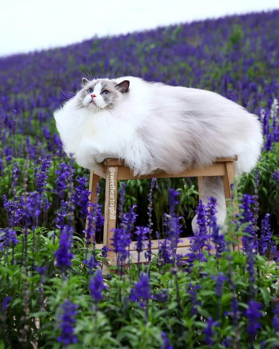 fluffy cat in a field of flowers