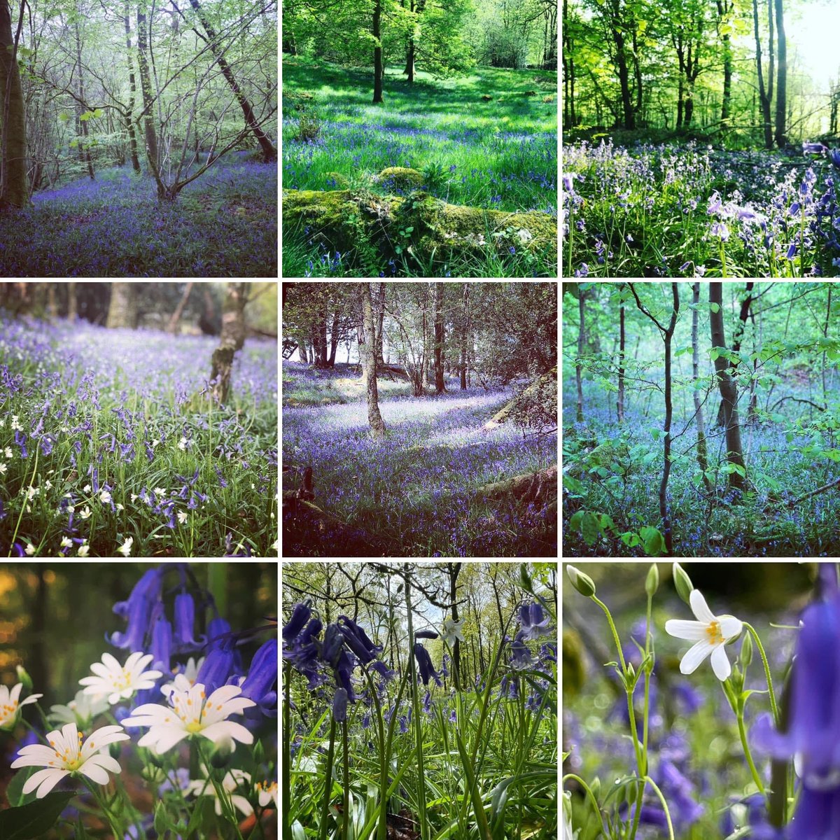 💙 #bluebells #wildflowers #woodlandflowers #flowers #spring #woodlandfloor #woodland #woods #forest #trees #plants #nature #goodforthesoul #naturephotography #forestphotography #photograghy #windermere #LakeDistrict #Cumbria #walking #wellbeing