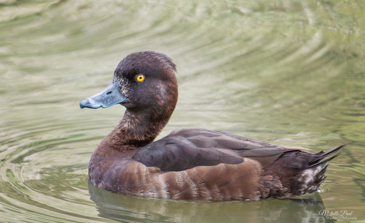 Good morning. Often overlooked as a plain bird but just look at those gorgeous feathers and her yellow eye 💛 This female Tufted Duck is simply beautiful ☺️