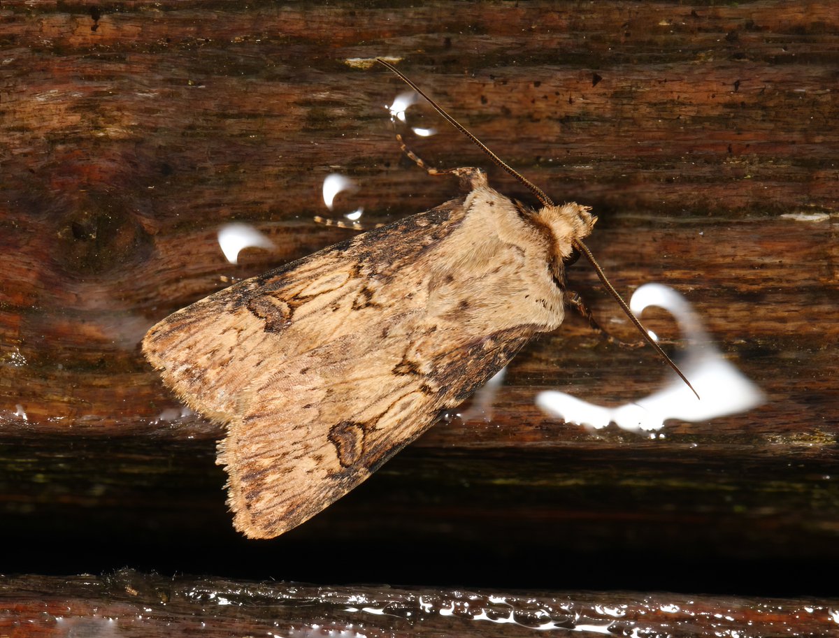 The late-night thunder storms didn't seem to affect the moths too badly, with 35:13 to the Camden trap this morning. Three NFY included a couple of golden micros - Tinea trinotella and Pseudargyrotoza conwagana – and a lovely fresh Shuttle-shaped Dart. #TeamMoth