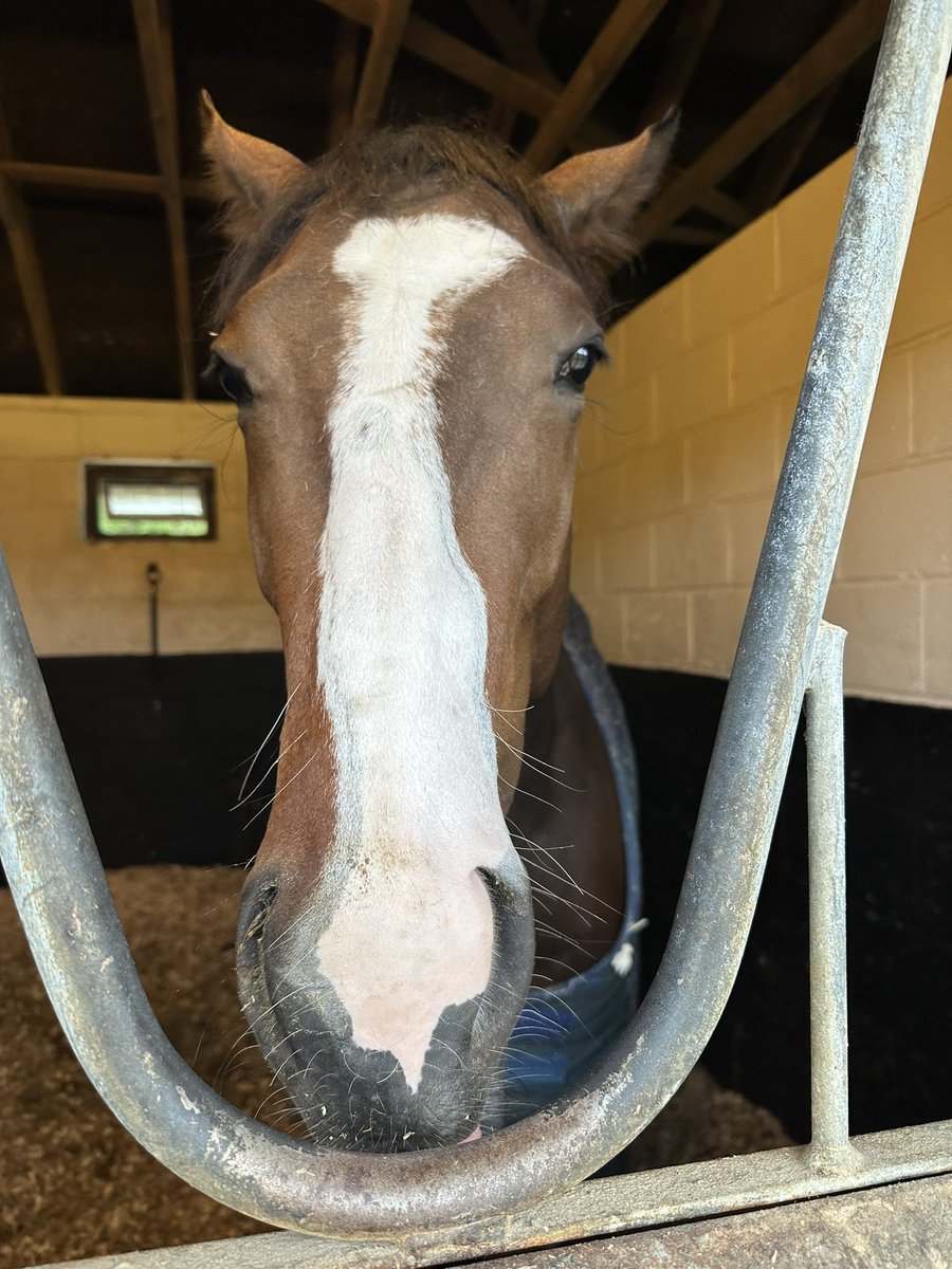 Fonzie 😎😍 2yo Sergei in training with @ParrRacing. Looking forward to him hitting the track @RacingLodge