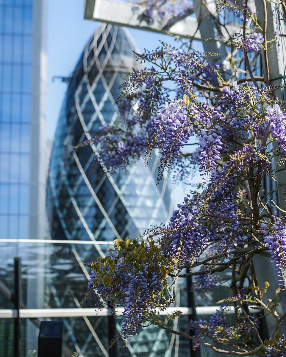 The wisteria has started to bloom at The Garden at 120😍💜 [📸 @lundonlens] #LetsDoLondon #VisitLondon ow.ly/g2FB50RogRV