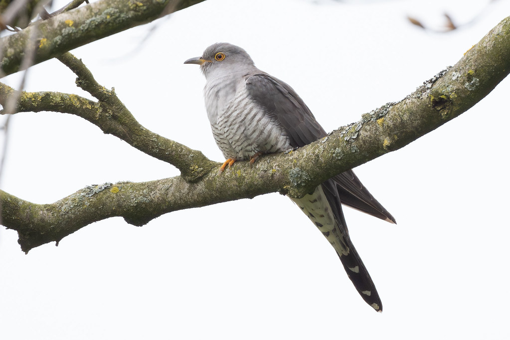 Cuckoo is difficult to catch up with locally nowadays so regular sightings around Fluke Hall have been very welcome, not everyone has been as lucky as @paul_ellis24 though when this one sat out for him