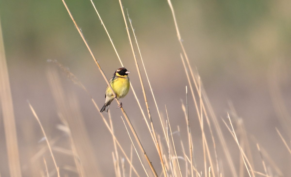 The first Yellow-breasted Bunting (Emberiza aureola 黄胸鹀 Huáng xiōng wú) of the year on patch early morning. The species is critically endangered, just one step away from extinction. This beautiful male sang briefly before lifting and flying high north. Good luck, little one!
