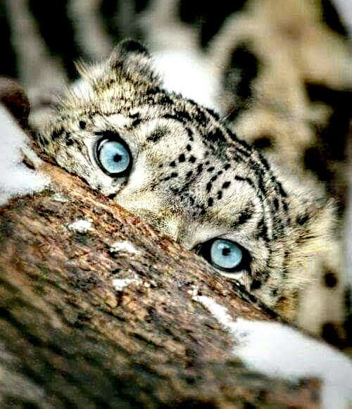 #JuevesDeExhibición #juevesdeseduxxxión #felizjueves #yeux #occhi #olhos #eyes #ulls #ojos #mirada #animals #blue #bleu #blu #noalacaza 👏💪✊👍