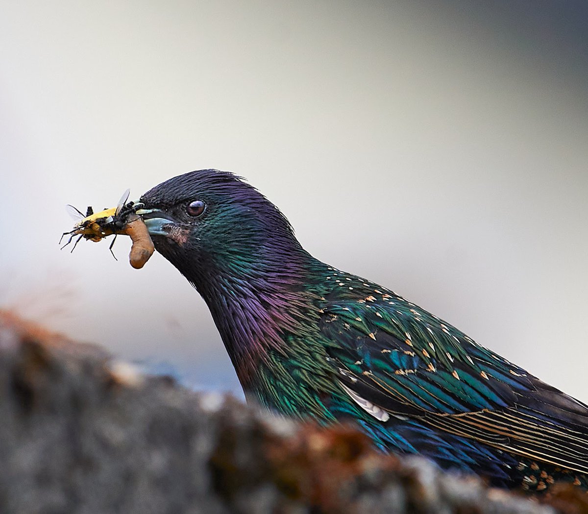One busy Starling.