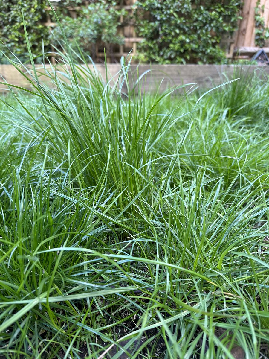 May is here, and you know what that means: no more mowing! A healthy garden with some long grass and wildflowers can benefit wildlife, tackle pollution and even lock away carbon below the ground. I'll be joining in with @Love_plants #NoMowMay, and letting my lawn grow. 🌱