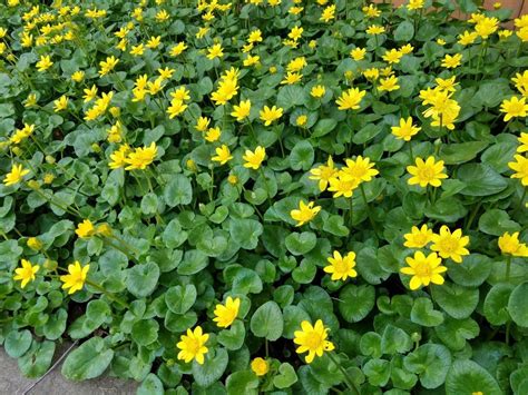 A couple of days late here, but some wonderful #ulsterfolklore which I've not seen mentioned in copious (& some dubious!) posts about #Bealtaine. Greater (& lesser!) celandine is blooming all over the place ATM so this makes complete sense! #folklorethursday #Beltane2024 #beltane