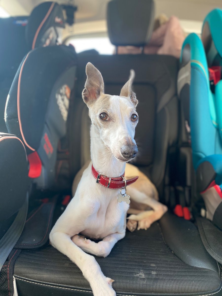 ¿Te fiarías de alguien que no habla con su perro?