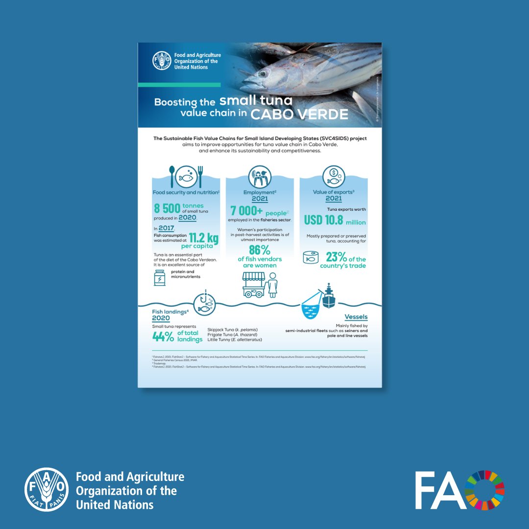 Discover how @FAO is enhancing Cabo Verde's small tuna value chain. 🐟 🌊 Learn about the initiatives improving sustainability and competitiveness in this vital fishery. Explore the details 👉 ow.ly/SrLv50RuqhS #WorldTunaDay