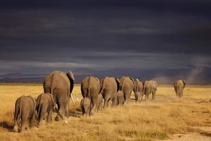 Water shortage drives elephant migration from Zimbabwe to Botswana.. It must be very hard being a zimbabwean even for animals💔😭