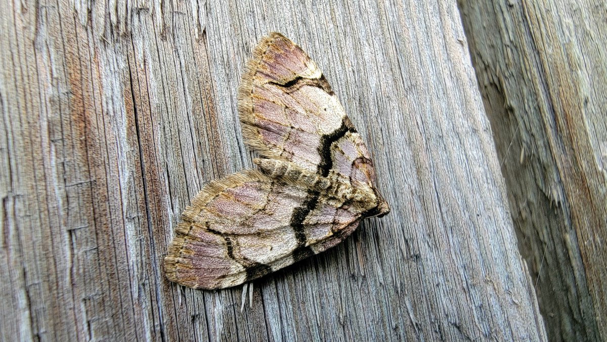 Two engrailed, a brindled pug, and a streamer - all knocking about Botton this morning. @teesbirds1 @WhitbyNats