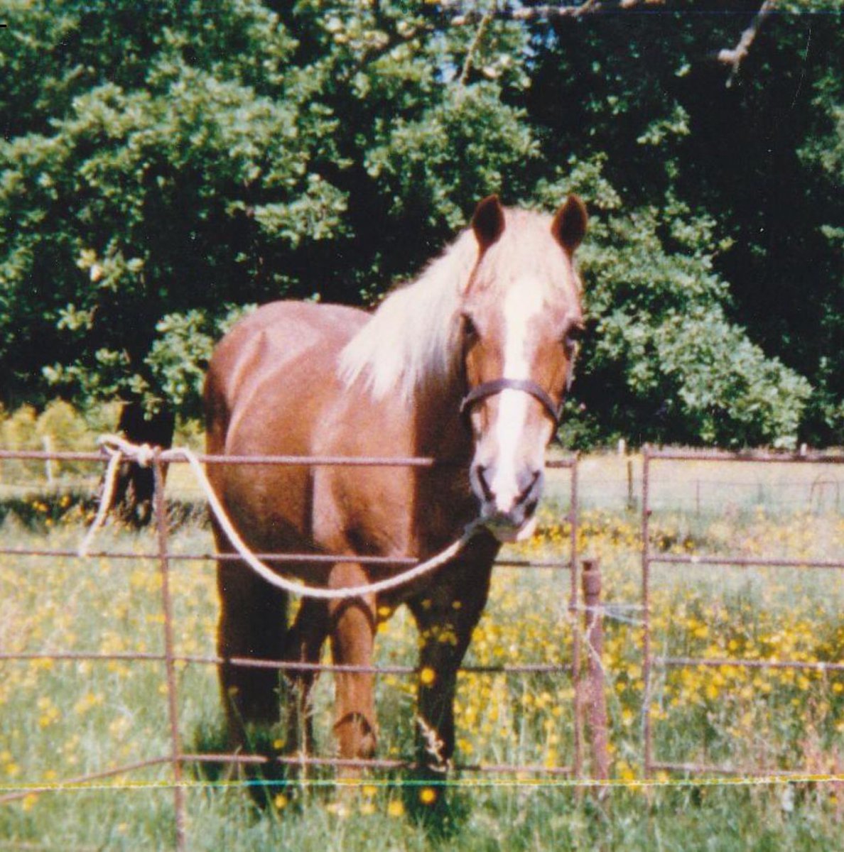 #RainbowPetsDay mustn’t forget dear old Sparky…🌈🌈🌈