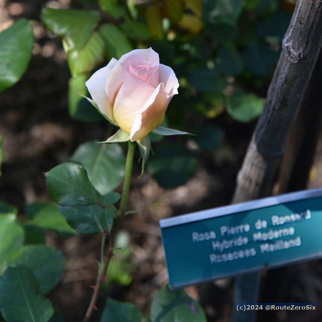 Mignonne, allons voir si la rose (Poème de Pierre de Ronsard, écrit en juillet 1545)

#pierrederonsard #rose #villaephrussiderothschild #villaephrussi #capferrat #cotedazur #cotedazurfrance #jardins