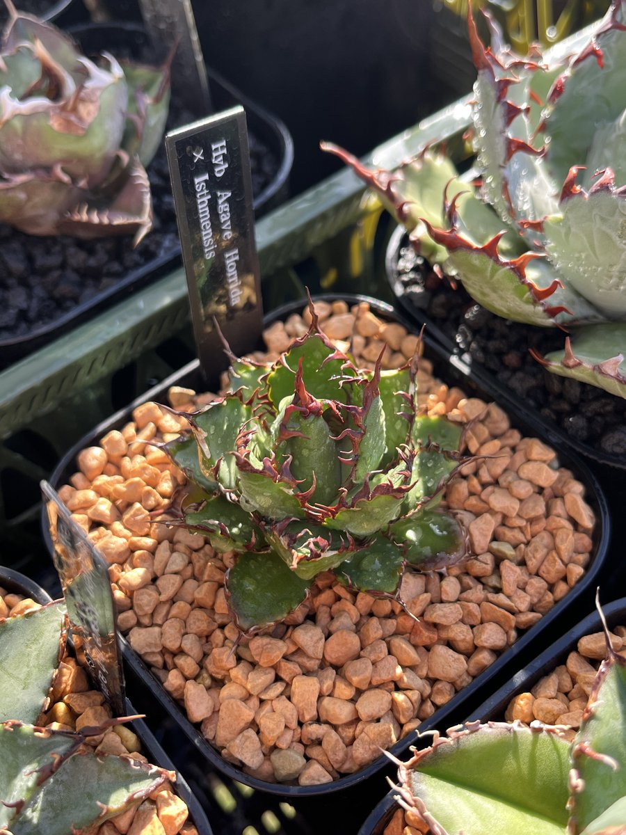 久しぶりの☀️ 鋸歯の赤さが際立って最高