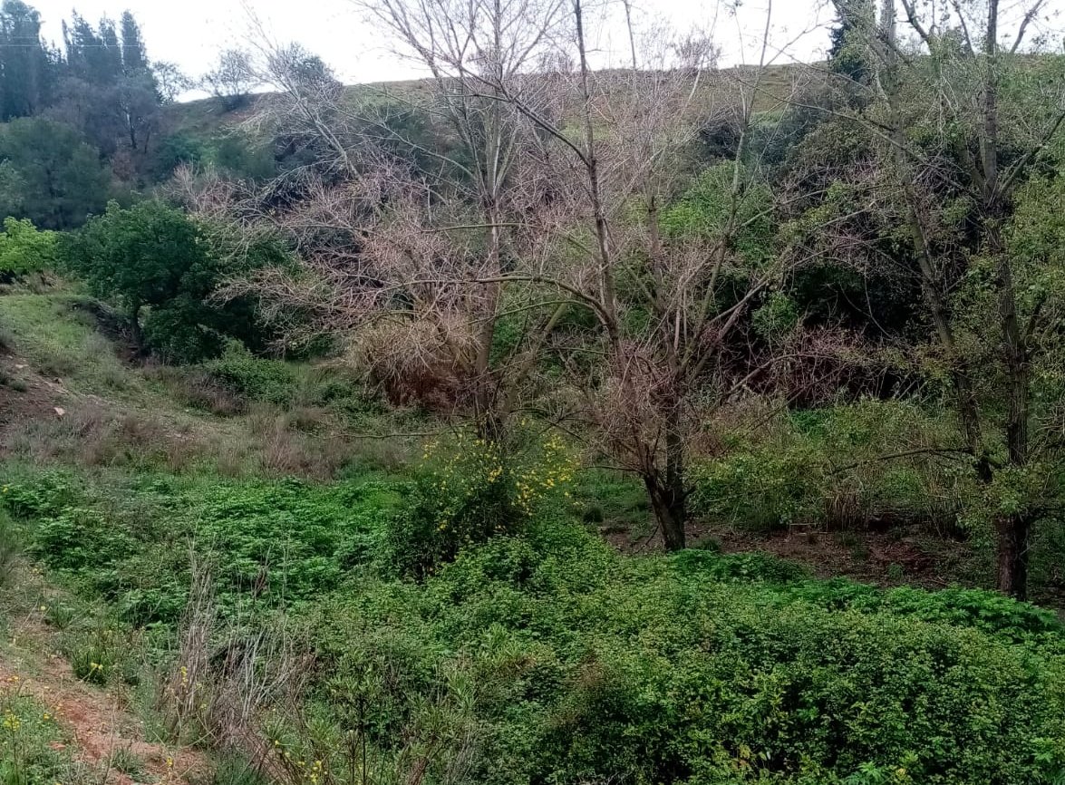 🌲🌳 Espai de #MediAmbient avui dijous 2 de maig a les 12:40h a @radiodesvern. Parlarem amb el santjustenc Arbre Agulló, membre de l'associació ecologista #Alnus, sobre els #BOSCOS de SANT JUST.

📻 Al 98.1FM / radiodesvern.com