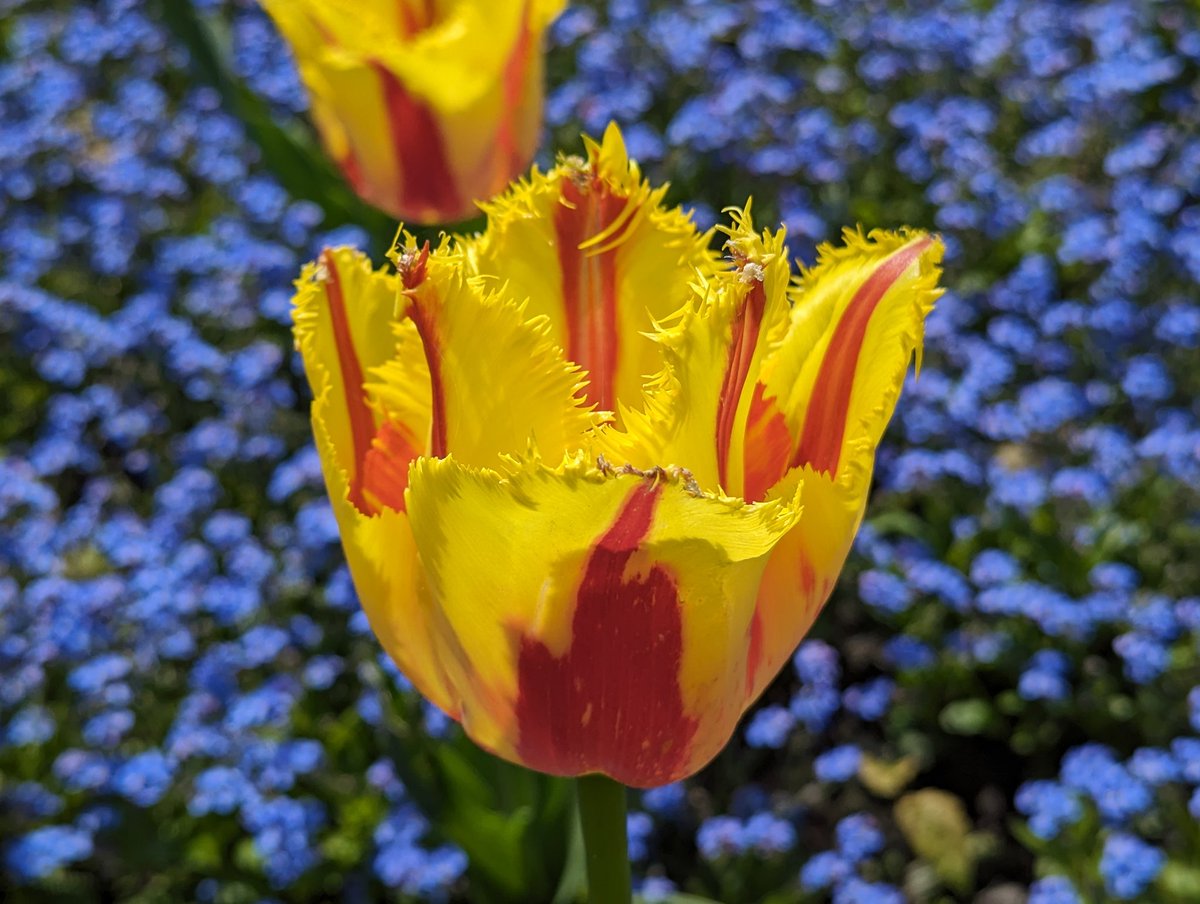 Sharing 3 photos from my friend 's visit to #AMSTERDAM 🌷🥰 & one from #AshtonInMakerfield 🌷🥰 Such a #fabulousflower 🫶 Enjoy your #Thursday 😊🌞 @mags324 @SuterMrs @CheeseAndPickl4 @goldfinches12 @4165180Jp @4165180Jp