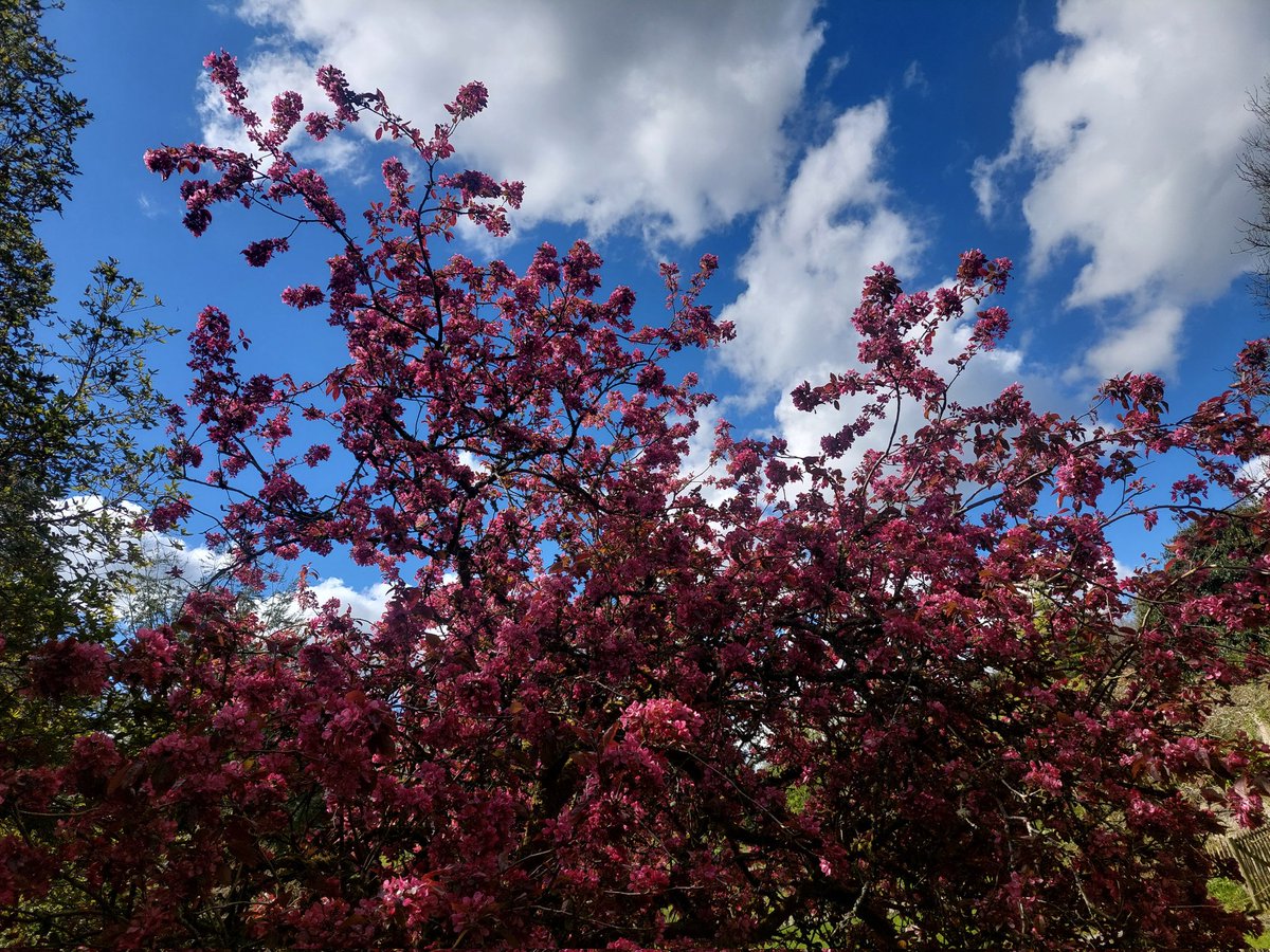 Apple blossom and blue skies in @dunmore_garden #Donegal