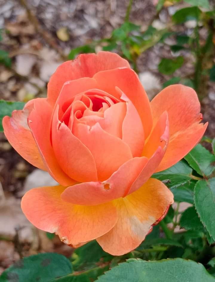 Hello dear friends 🙏😄 Have a beautiful Thursday 🏵️