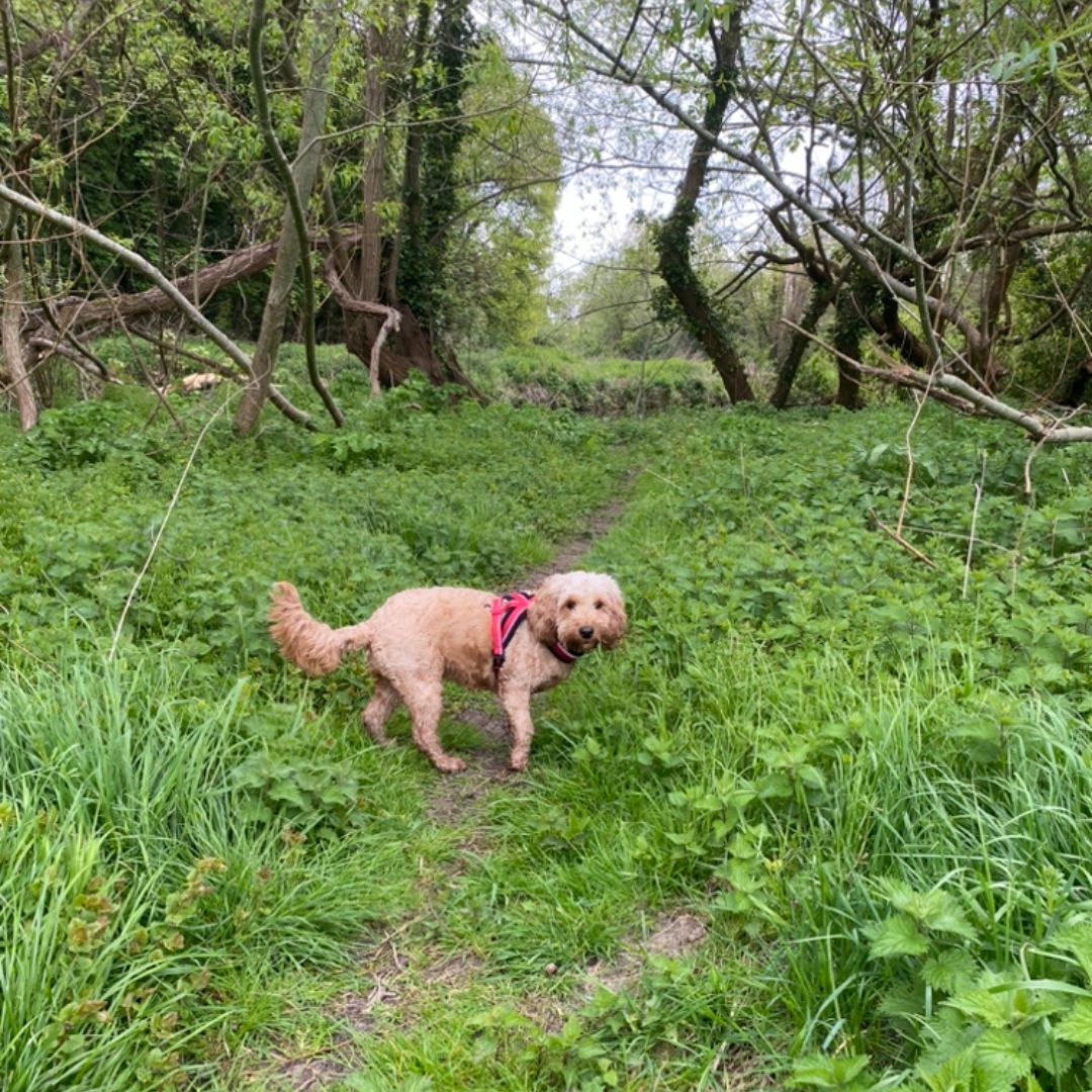 Blossom is absolutely adoring her forever home 🏡. She's truly living her best life, receiving so much love and countless cuddles 💕. Plus, she's getting plenty of exercise with long walks 🌲 through the stunning countryside! #LifeWithBlossom #FurryHappiness #WaggyTails