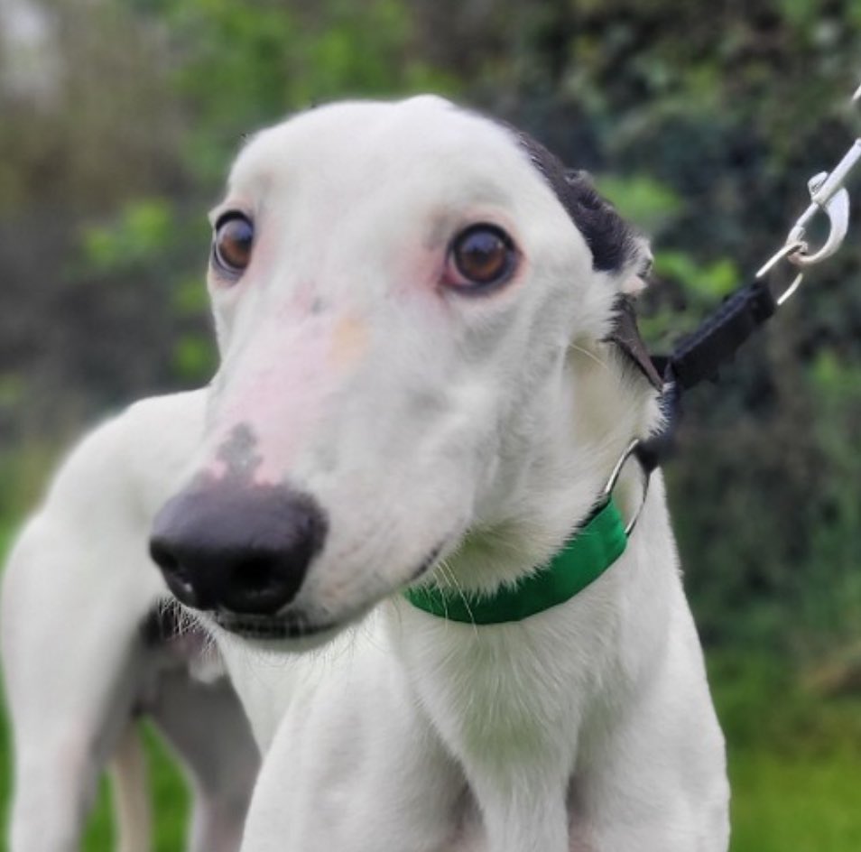 1yr #Greyhound Daithi is lucky to have left the racing world behind-soon ready to be an adored pet

He’s loving & playful but with little experience of the world

A canine buddy would be great for confidence & company💙

Details :madra.ie/dog-profiles/

#GreyhoundsMakeGreatPets