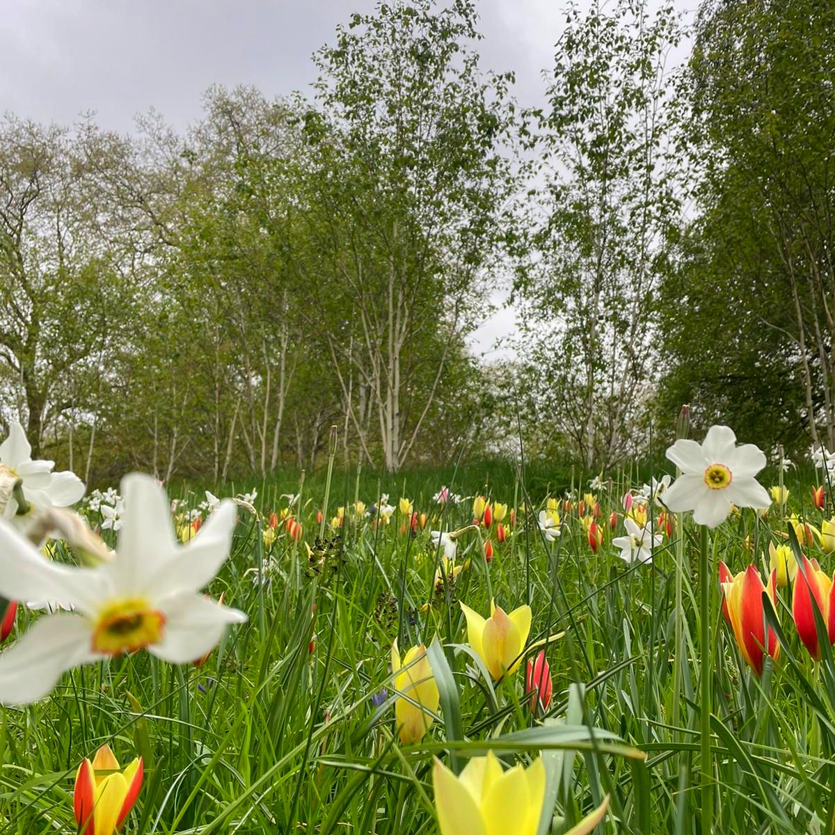 A tulip-tastic day at Hyde Park, captured by the parks very own assistant manager, Jo! 🏵️ 🌷 

📍 Wildflower meadows, Hyde Park