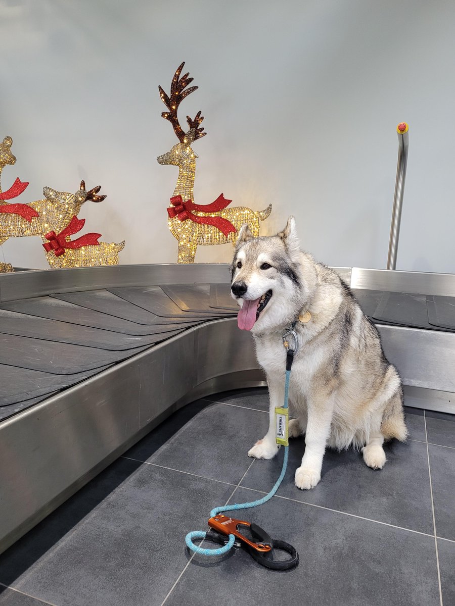 Who's a good boy then? Pax is! He is making a star appearance at the Women's Group this Monday 6th May. Come and get some cuddles from a therapet. 10am; 33 Ocean Spirit, Waterloo Quay. 0333 3 448 355 for info. #therapydog #recovery #husky #dogcuddles #aberdeen