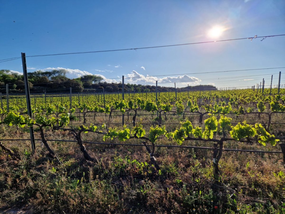 Ep, #sióslover , que tenim nou post al blog! 😎 Després dels mesos d'hivern, on la vinya ha estat en repòs, la natura comença a despertar i amb ella les nostres vinyes es preparen per a una nova temporada de creixement i producció.  costersio.com/ca/novetats/32…