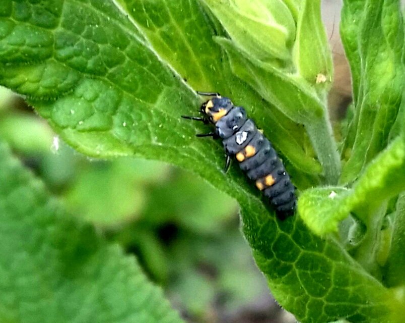 A harlequin ladybird larvae, for #InsectThursday 

#gardening #wildlife