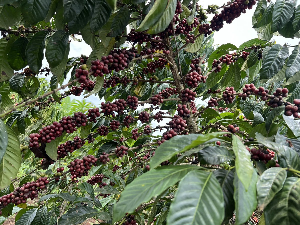 COFFEE PRICES: Today's farmgate prices in UGX/Kilo Kiboko 6,000-6,500 FAQ 12,500-13,000 0 Arabica Parchment 12,500-13,500 Drugar 11,000-12,000 #CoffeeTip: If you plant coffee, you can harvest cherries for over 50 years. Take care of the coffee & it will take care of you. Thank u…