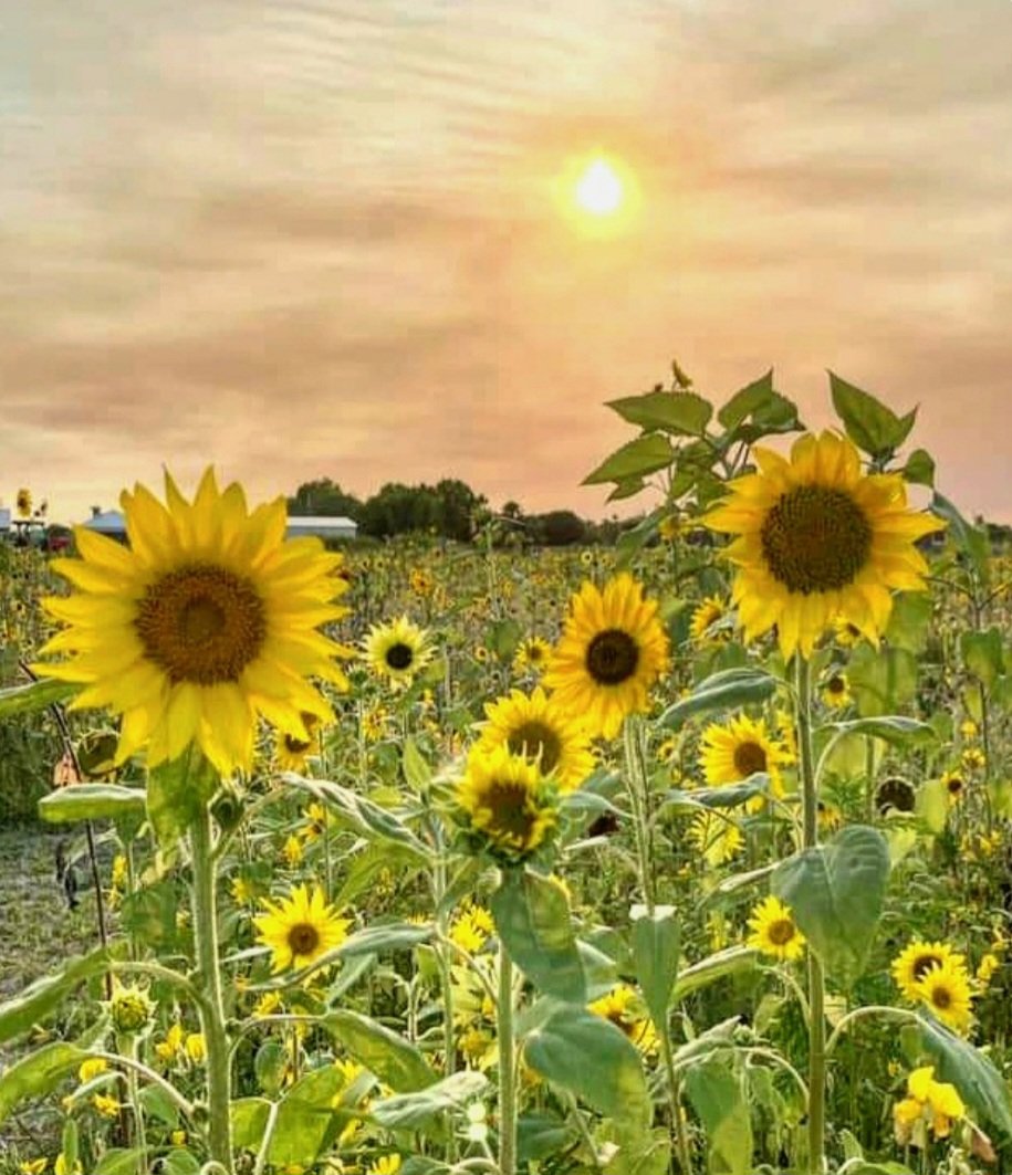 HAPPY MAY EVERYONE A treasured gift from a friend A beautiful day on the farm of blooms and light Enjoy this new month 🌼🌻🌼🌻🌾☀️🌾🌻🌼🌻🌼 #SunflowerFarm #MayDay