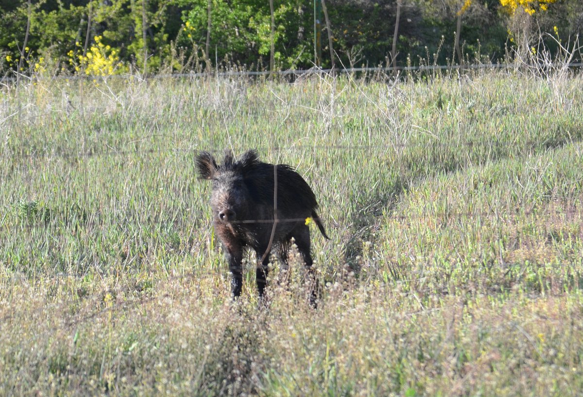 Encuentros vespertinos. Esta vez, nos topamos con el cochino. Iba el pobre distraído con sus cosas.
El vallado cinegético que se interponía entre nosotros ha de tener algún paso, porque el jabalí iba derecho a cruzarlo.
En los Juarros #Burgos, cada paseo es una oportunidad