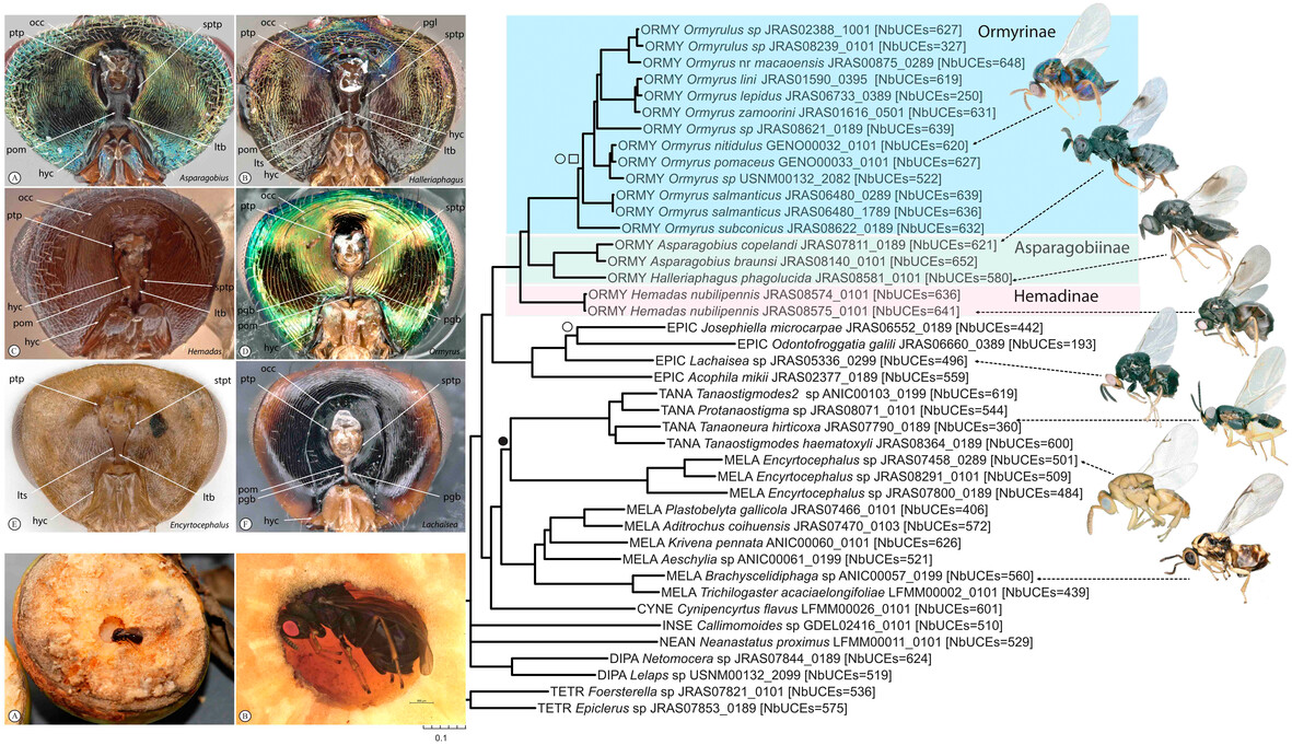 Redefining #Ormyridae (Hymenoptera, #Chalcidoidea) with establishment of subfamilies and description of new genera: doi.org/10.1111/syen.1… #OpenAccess #Phylogenetics #Taxonomy