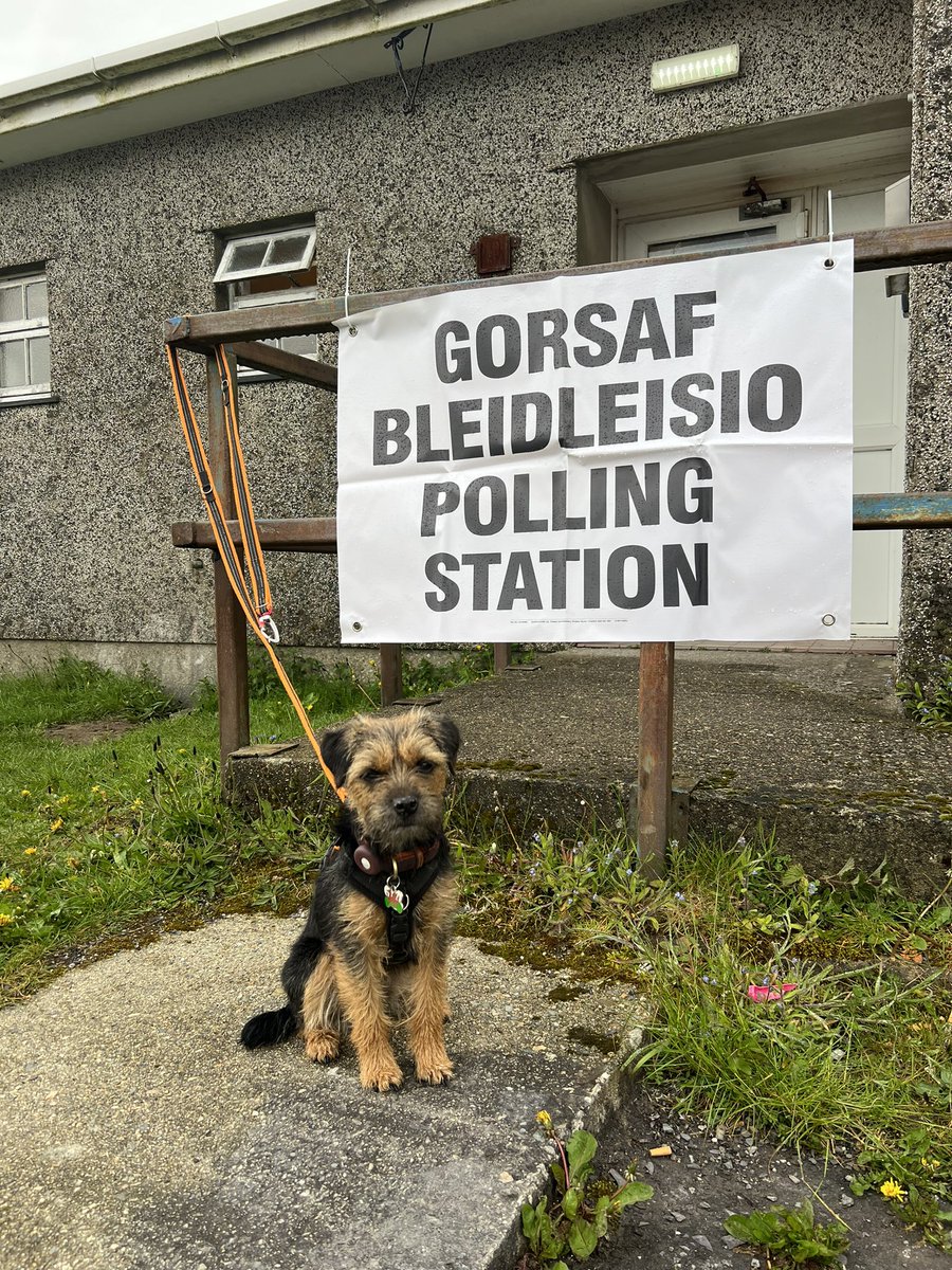 Porridge’s first contribution to #dogsatpollingstations - she spoiled her ballot in protest over not being allowed to eat sheep shit