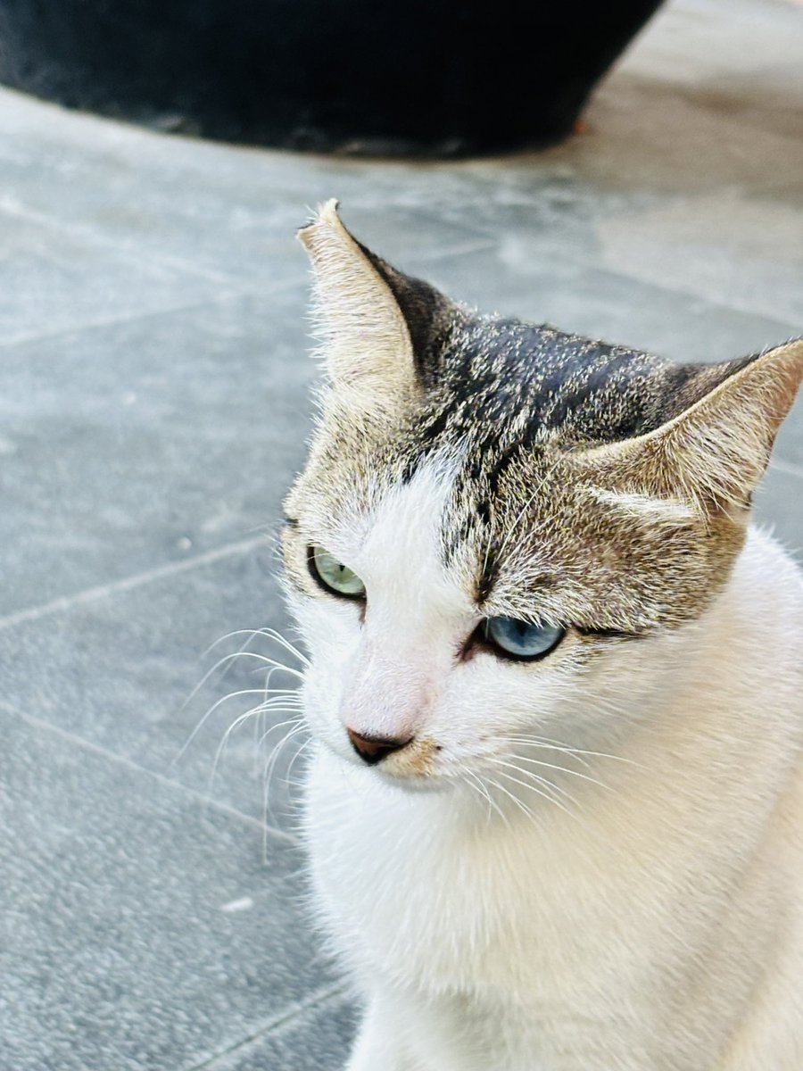 Greenbelt cat with nice eyes 🐈