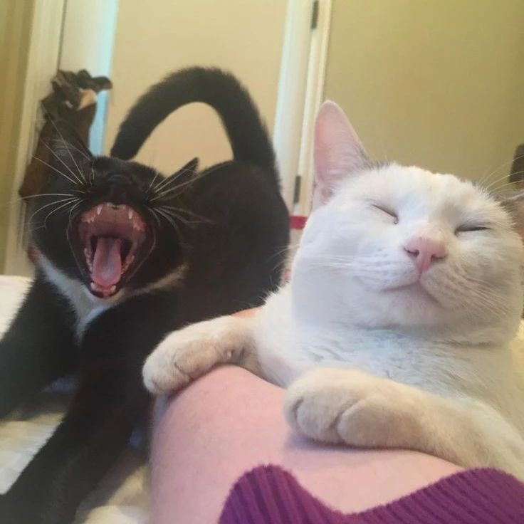 Punch Cat tweet media