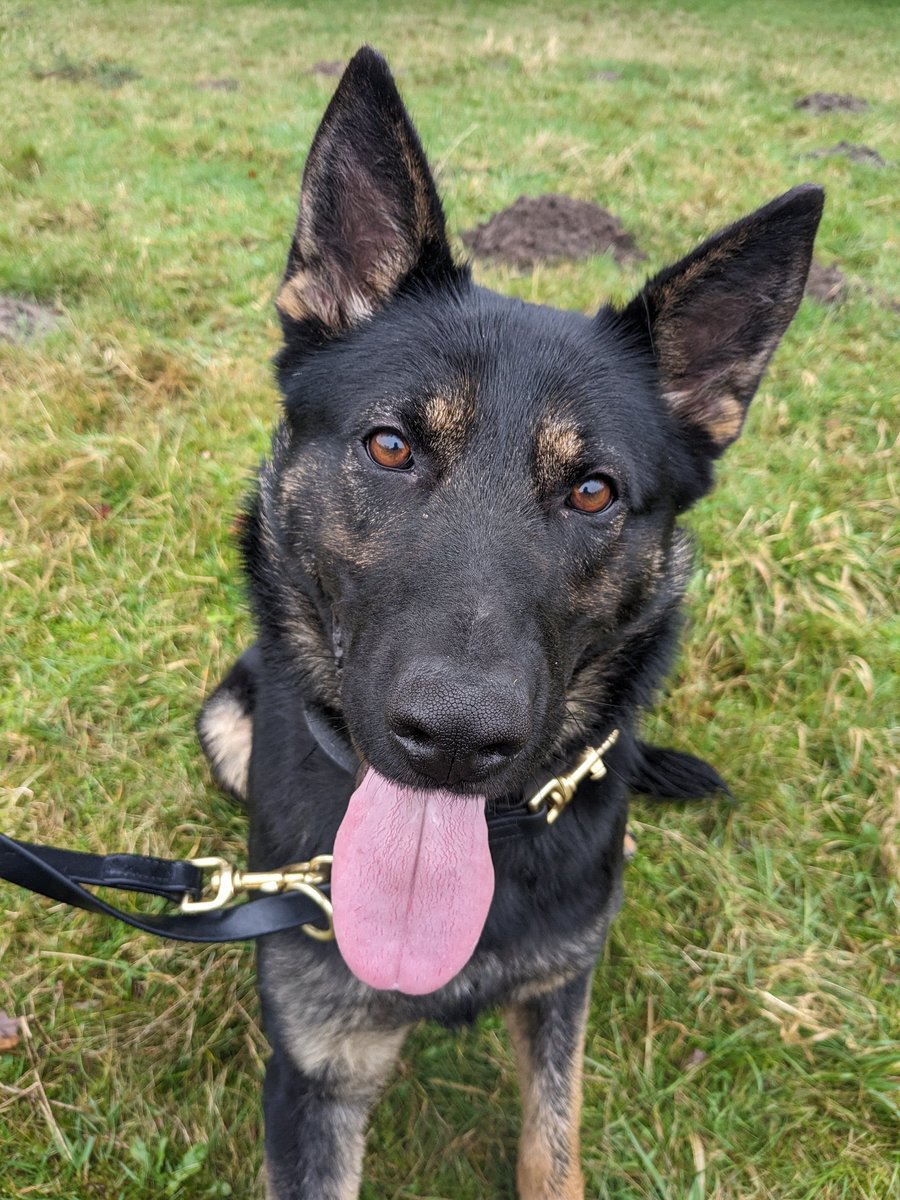 Humberside Police Dog Section (@hpdogsection) on Twitter photo Lastnight following a FTS with a wanted subject, <a href="/HumberbeatRoads/">Humber Roads Police</a> successfully stung the vehicle, bringing the FTS to a safe end. Still posing a risk to police & public safety PD Lottie was called into action securing the subject who remains in custody for several offences 🐶🚓🦷 Lastnight following a FTS with a wanted subject, <a href="/HumberbeatRoads/">Humber Roads Police</a> successfully stung the vehicle, bringing the FTS to a safe end. Still posing a risk to police & public safety PD Lottie was called into action securing the subject who remains in custody for several offences 🐶🚓🦷