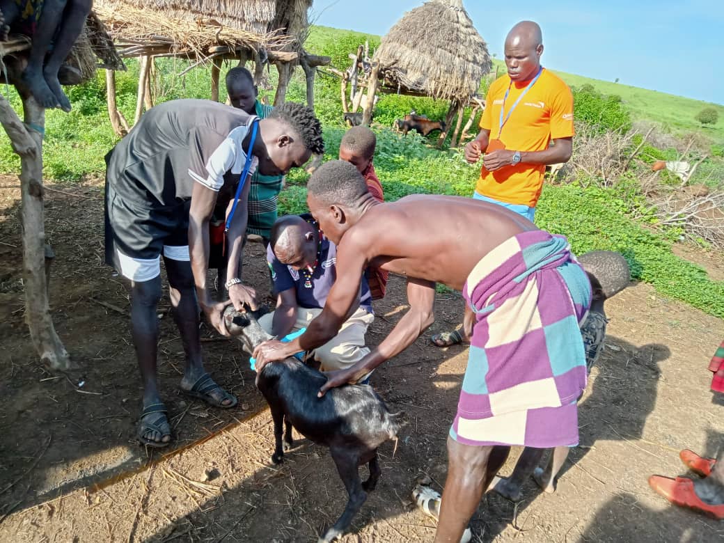 .@FAO’s #Livestock team travelled to hard-to-reach areas to help beneficiaries in Lotimor & Kauta in Kapoeta East. They trained Community Animal #Health Workers & conducted vaccinations & treatment. Protecting the communities' 🐄🐐 safeguards key resources. 🙏 to @AfDB_Group.