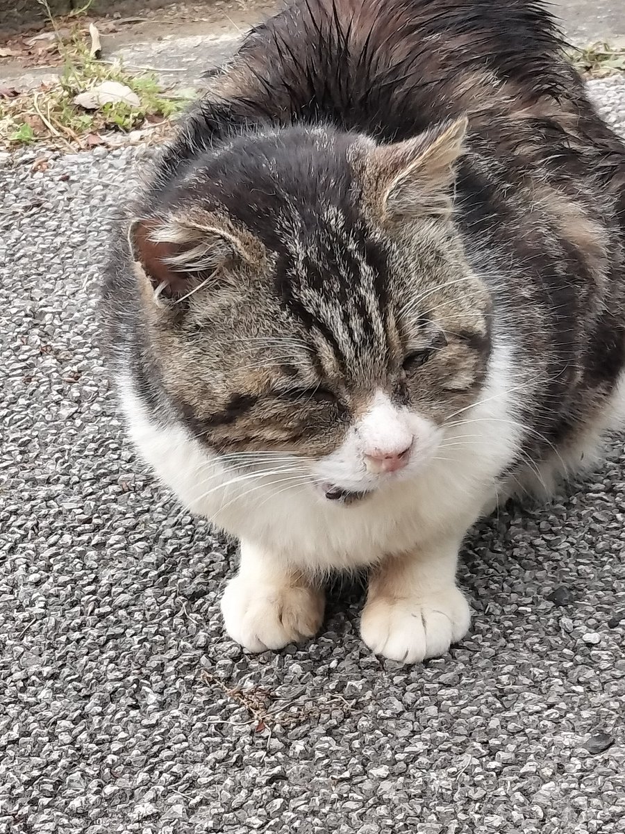 田舎ねこ