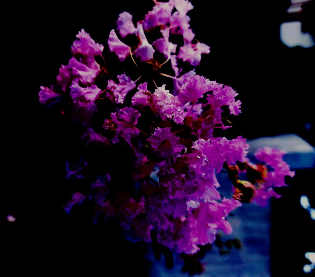 Fortunately, for the poet, we are not constrained by human form—its flesh and chaotic mind. What a dreadful existence one would endure were it impossible to occupy the energy of a flower, an animal, a presence we admire in place of ourselves— the truer vision.

#WritingCommunity