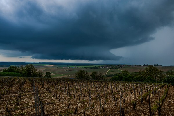 Hail wipes out up to 80% of the Chablis crop: