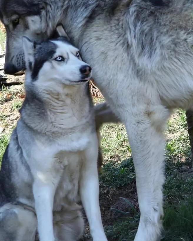 La diferencia de tamaño entre un perro de raza Husky (de tamaño promedio) y un lobo.
