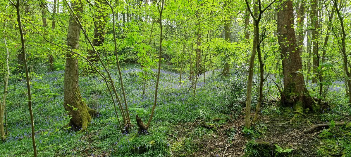 Two miles from Sheffield City Centre the scent of #bluebells fills the air. #Sheffieldissuper