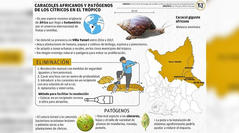 Caracol africano y patógenos atacan las plantas de banano y cítricos en el trópico tinyurl.com/3wp29kbt