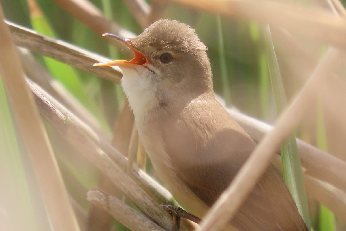 Not a rare bird overall, but a very nice sighting for a local greenspace; this Reed warbler has been singing its head off in the reedbed on princes park lake pretty much all day @RSPBLiverpool @friendsofppark